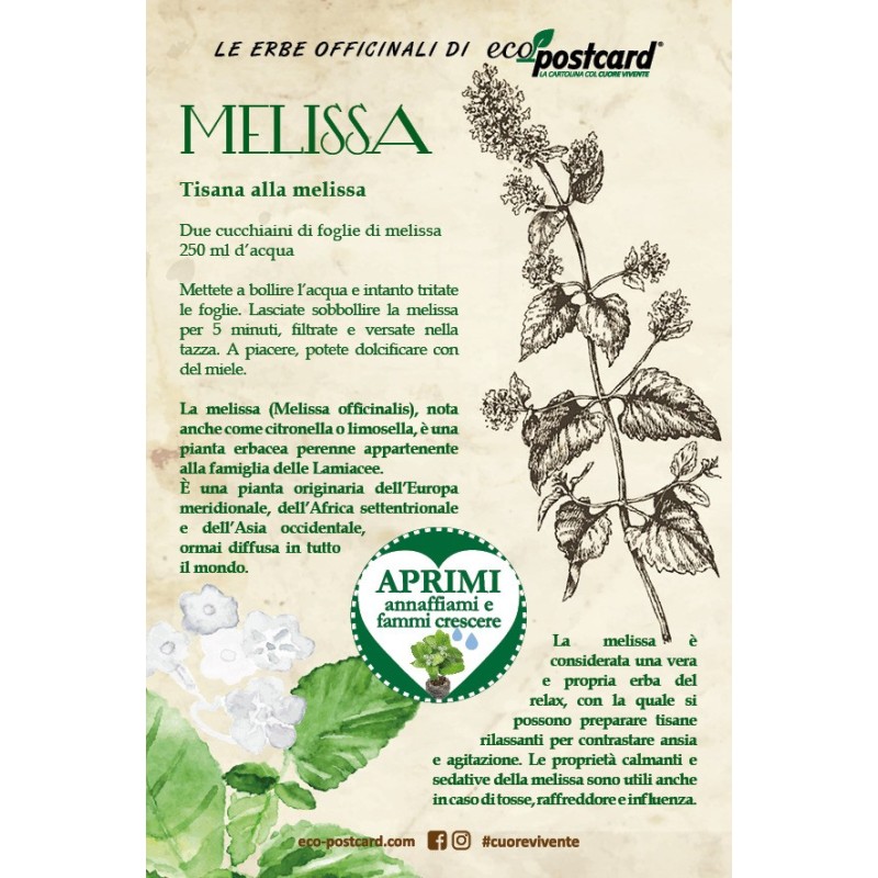 Eco-Postcard pianta officinale - Melissa