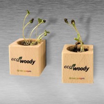Eco-Woody cubo di legno con semi di Ipomea