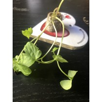 Eco-Decors Biglietto I LOVE BOLOGNINA