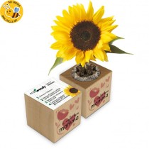 Eco-Woody cubo di legno con semi di Girasole