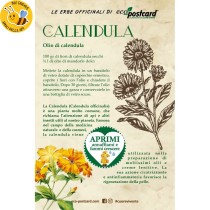 Eco-Postcard pianta officinale - Calendula
