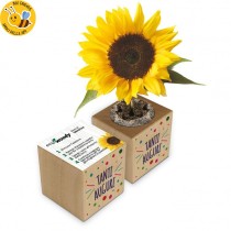 Eco-Woody cubo di legno con semi di Girasole
