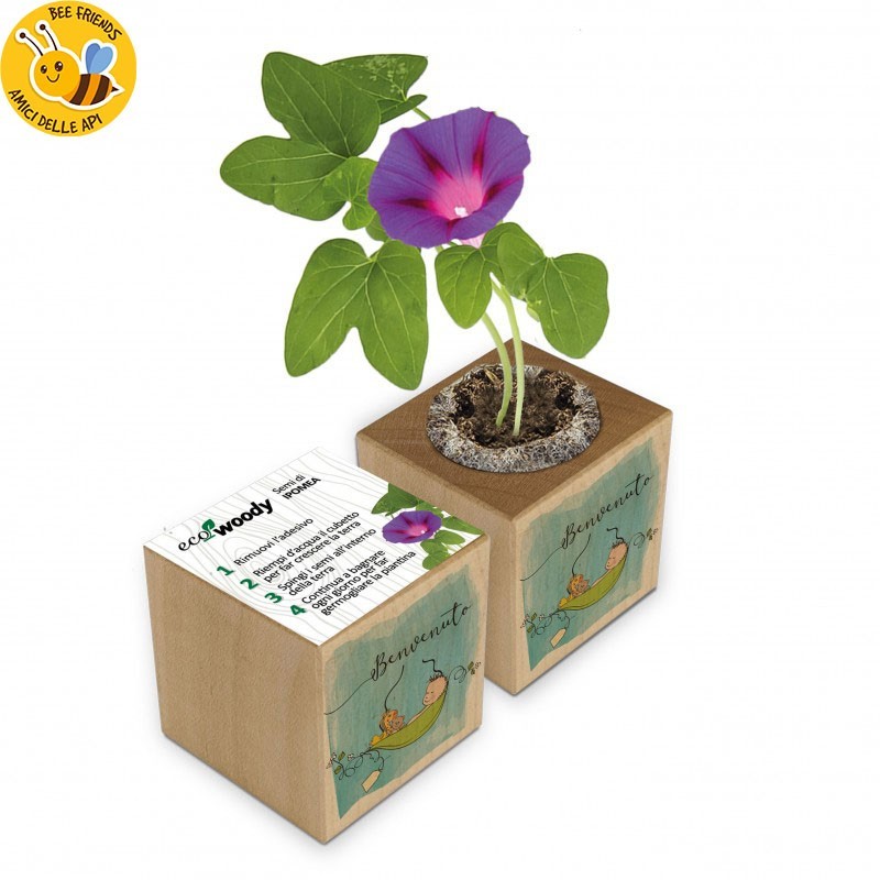 Eco-Woody cubo di legno con semi di Ipomea