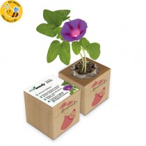 Eco-Woody cubo di legno con semi di Ipomea