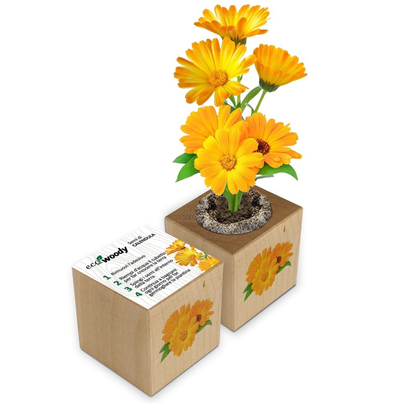 Eco-Woody cubo di legno con semi di Calendula