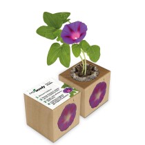 Eco-Woody cubo di legno con semi di Ipomea