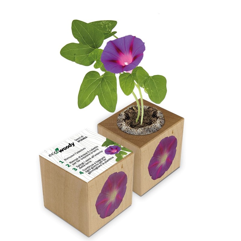Eco-Woody cubo di legno con semi di Ipomea