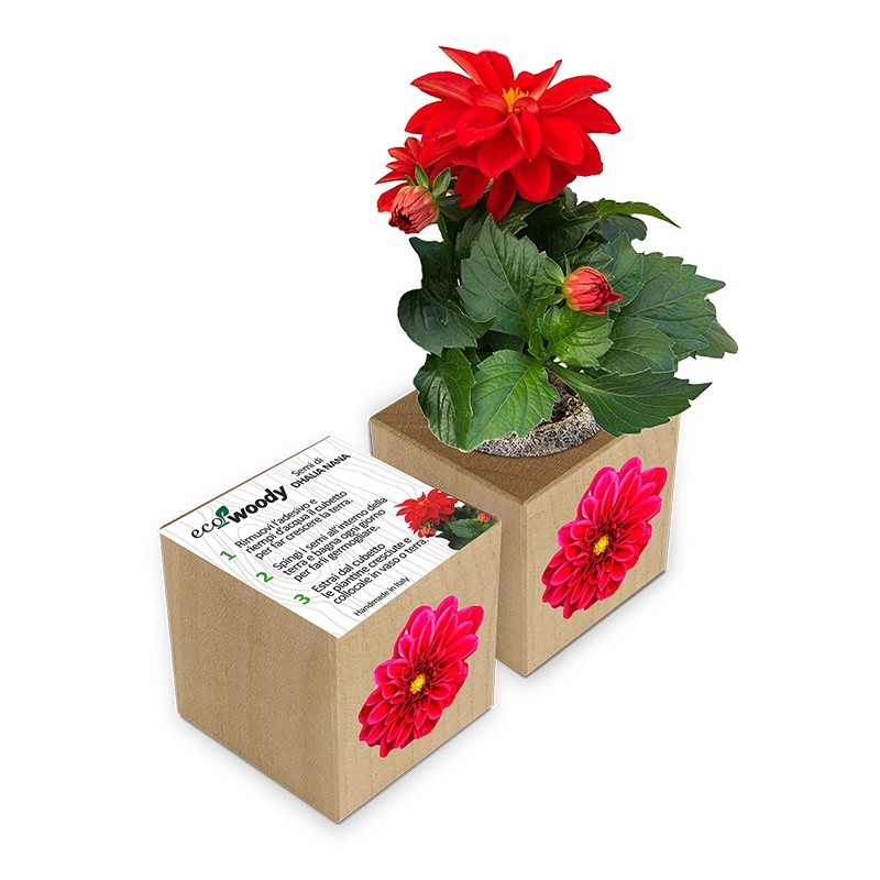 Eco-Woody cubo di legno con semi di Dalia