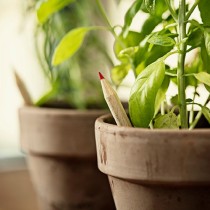 SPROUT matita piantabile con semi