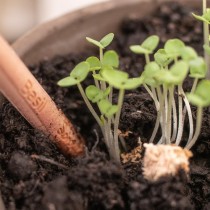 SPROUT matita piantabile con semi