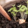 SPROUT matita piantabile con semi
