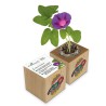Eco-Woody cubo di legno con semi di Ipomea
