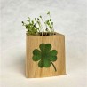 Eco-Woody - Cubo ecologico con semi di Quadrifoglio 
