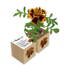 Eco-Woody cubo di legno con semi di Tagete