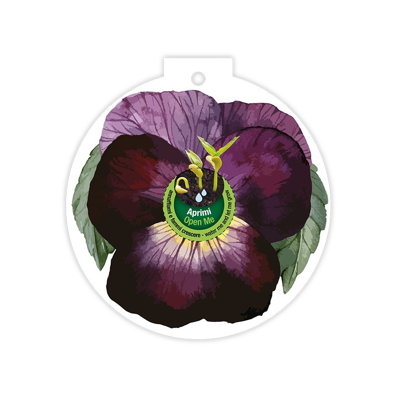 Eco-Decors Pallina ecologica Primavera viola – Viola del pensiero