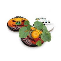 Eco-Decors decorazione ecologica halloween, con semi di zucchetta ornamentale