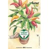 Eco-Postcard cartolina illustrazione ad acquerello - Peperoncino