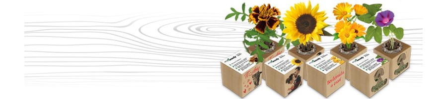 Cubi di legno ecologici personalizzati - Eco-Woody